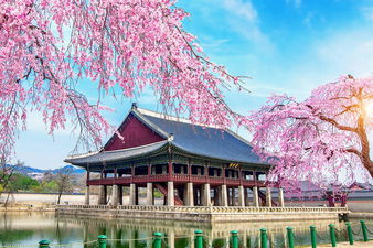 Gyeongbokgung Palace with Cherry Blossom in South Korea