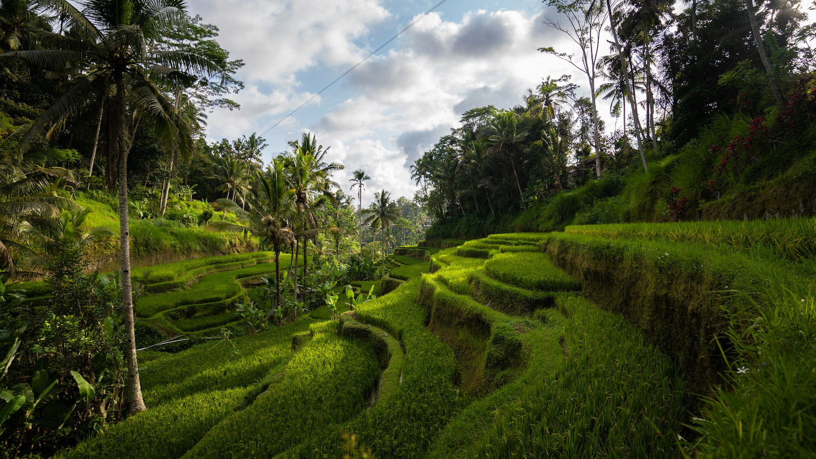 Tiered rice fields amongst dense jungle