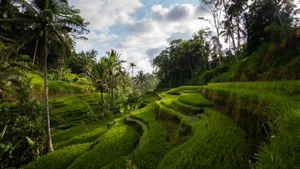 Tiered rice fields amongst dense jungle