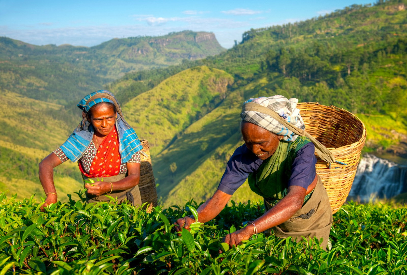 Two women with headscarfs and baskets picking tea leaves in a lush green valley on a sunny day