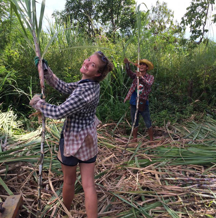 Volunteers cutting and stripping plants