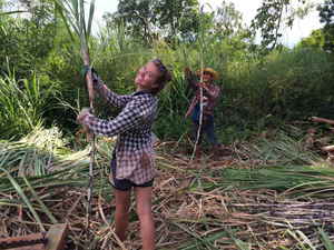 Volunteers cutting and stripping plants