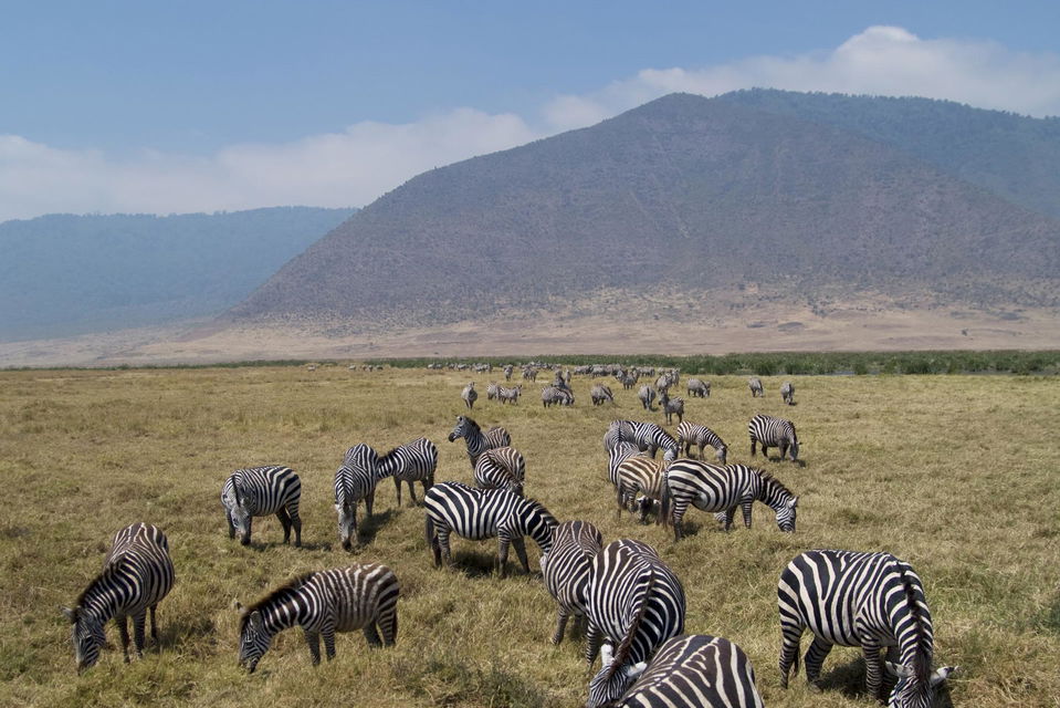 Zebras near Ngorongoro Crater in Africa