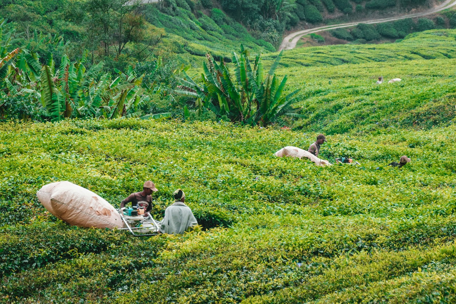 Workers at an emerald tea plantation in the Cameron Highlands of Malaysia