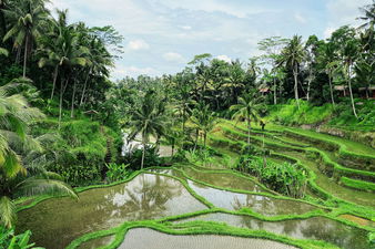 Tegallalang Rice Terrace