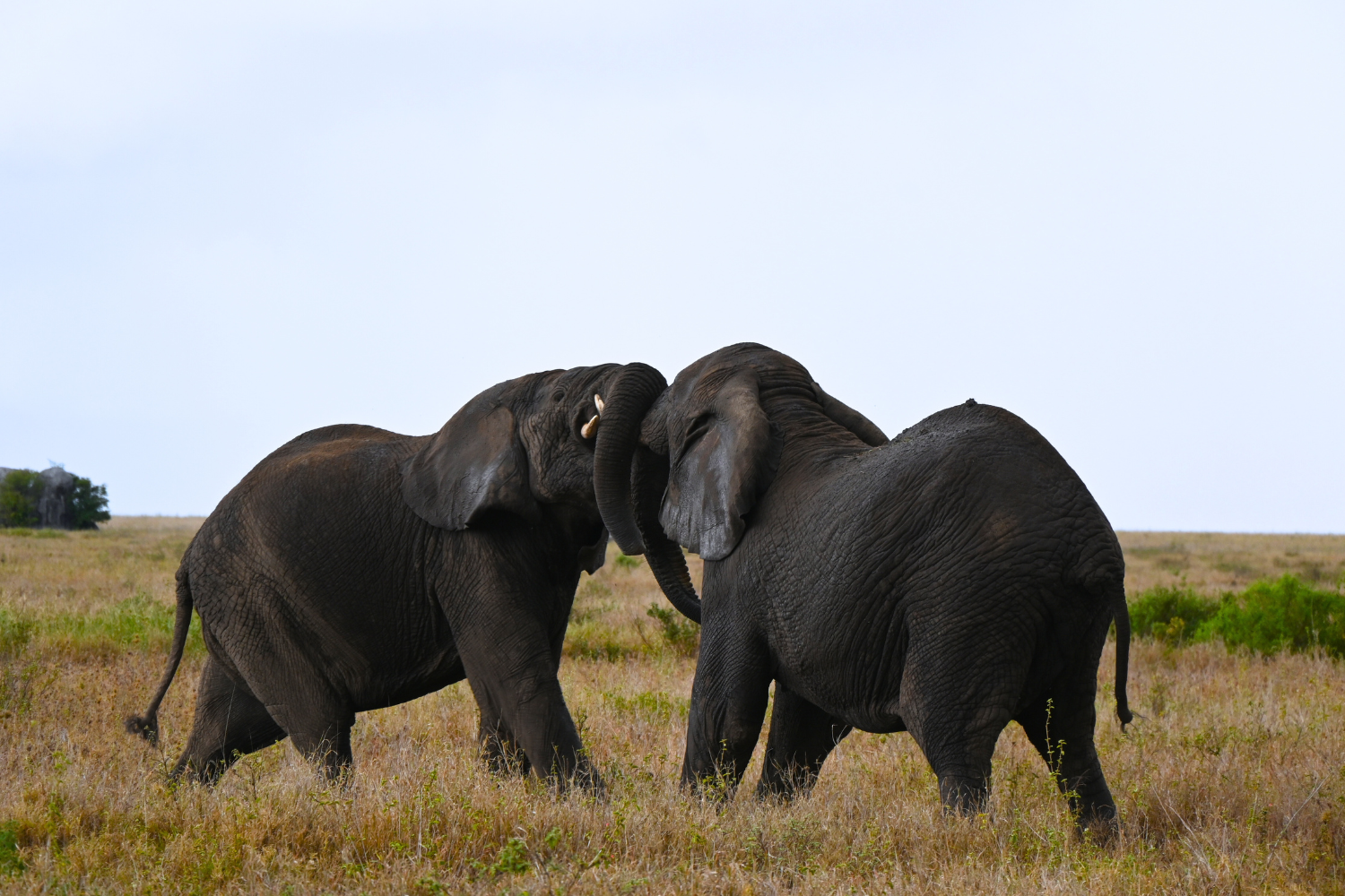 Two elephants in Serengeti National Park in Tanzania 