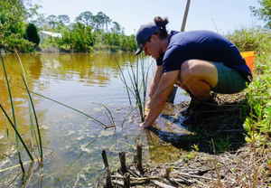 A volunteer planting in a riverbed