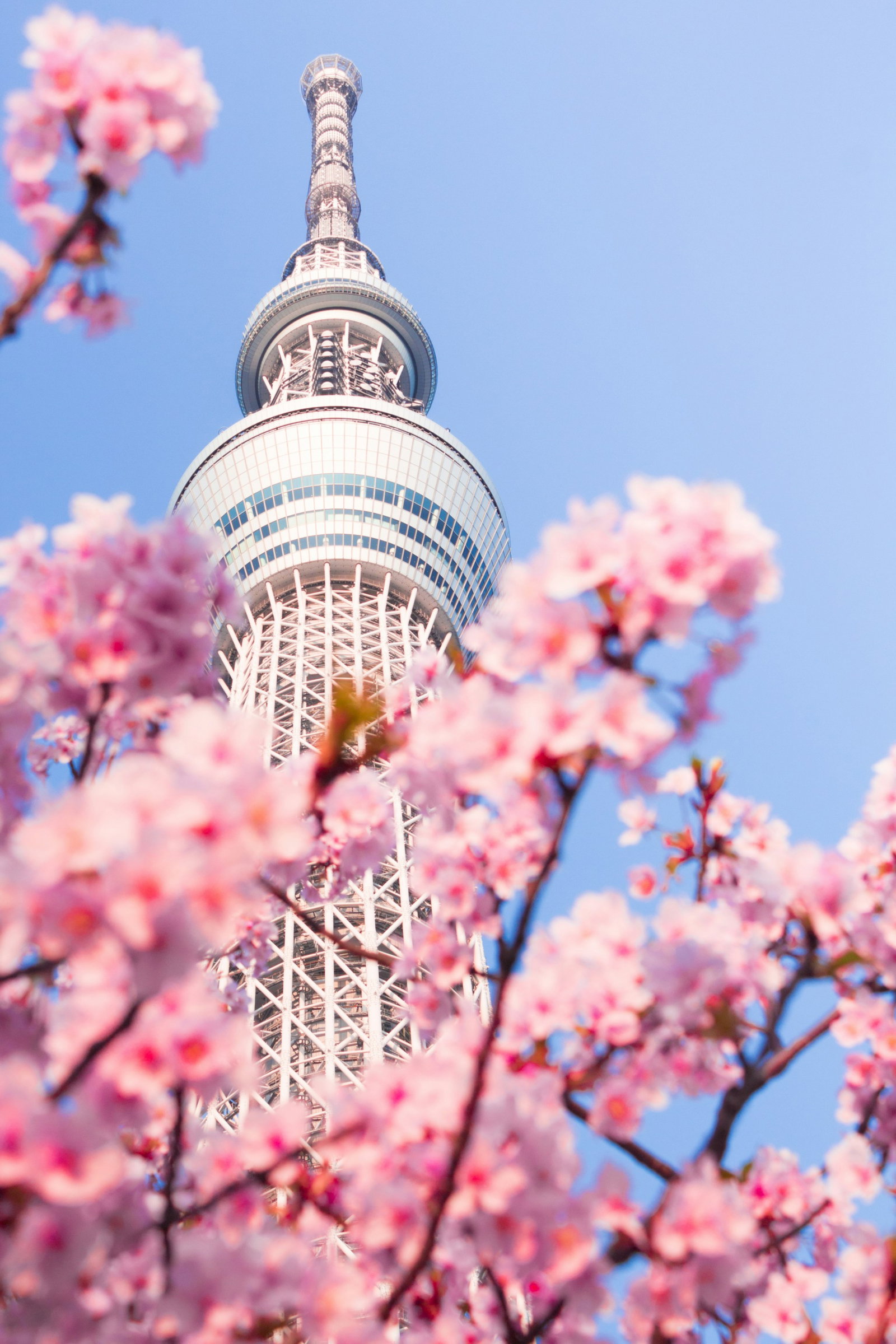 Modern white tower with circular shape surrounded by pink cherry blossoms under a baby blue sky