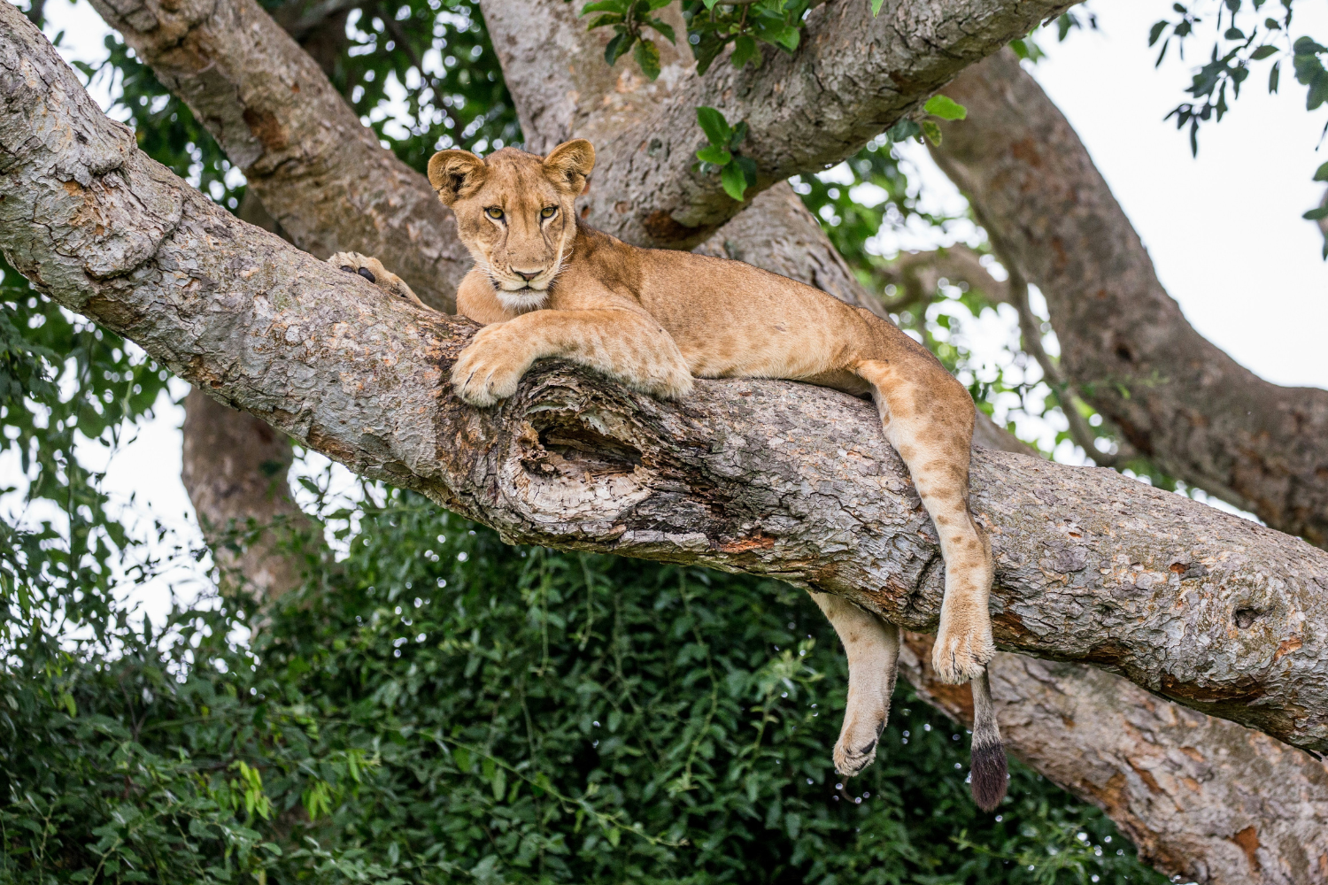 Tree climbing lion in Queen Elizabeth National Park in Uganda