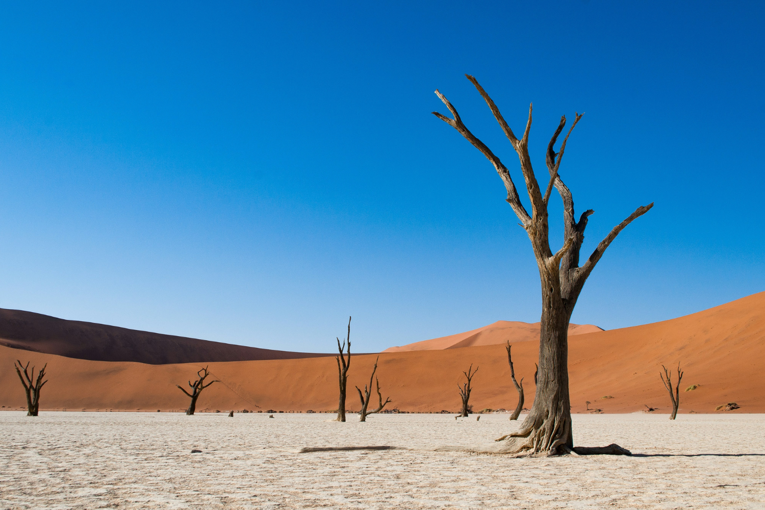 Tree with tall sand dunes and clear blue skies behind in Namib desert in Namibia