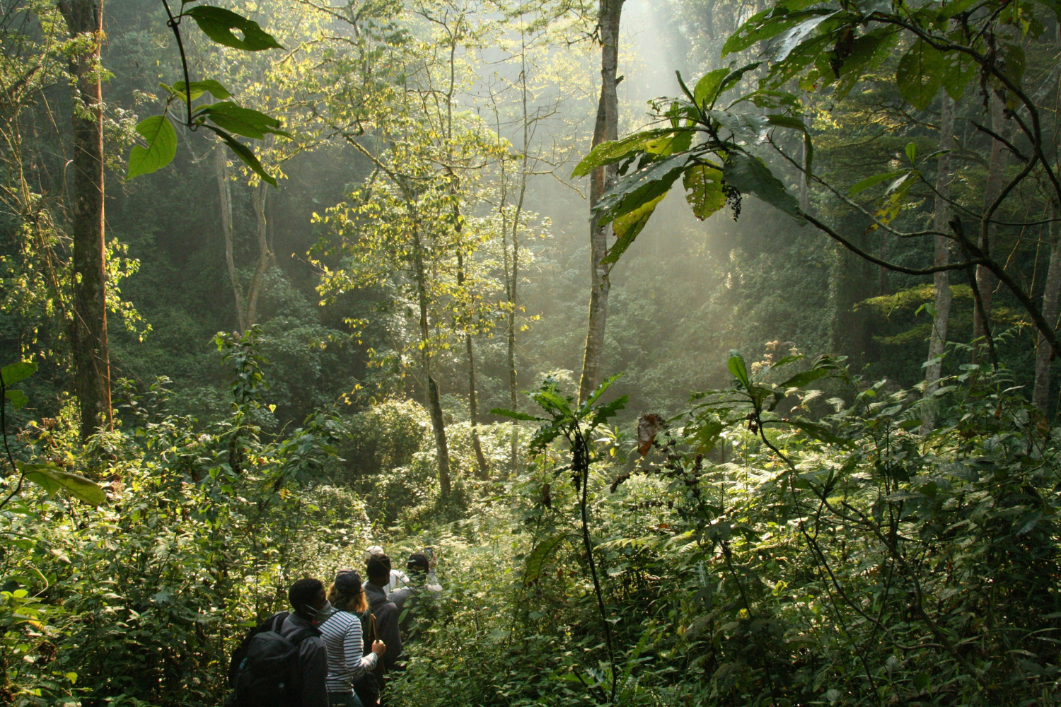 Group of travellers trekking through the green forest of Bwindi Impenetrable National Park in Uganda