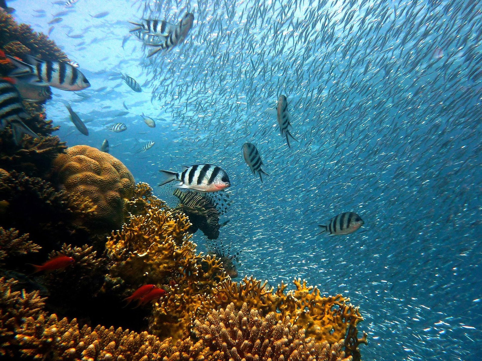 Tropical striped fish swimming by orange coral reef with lots of little fish above