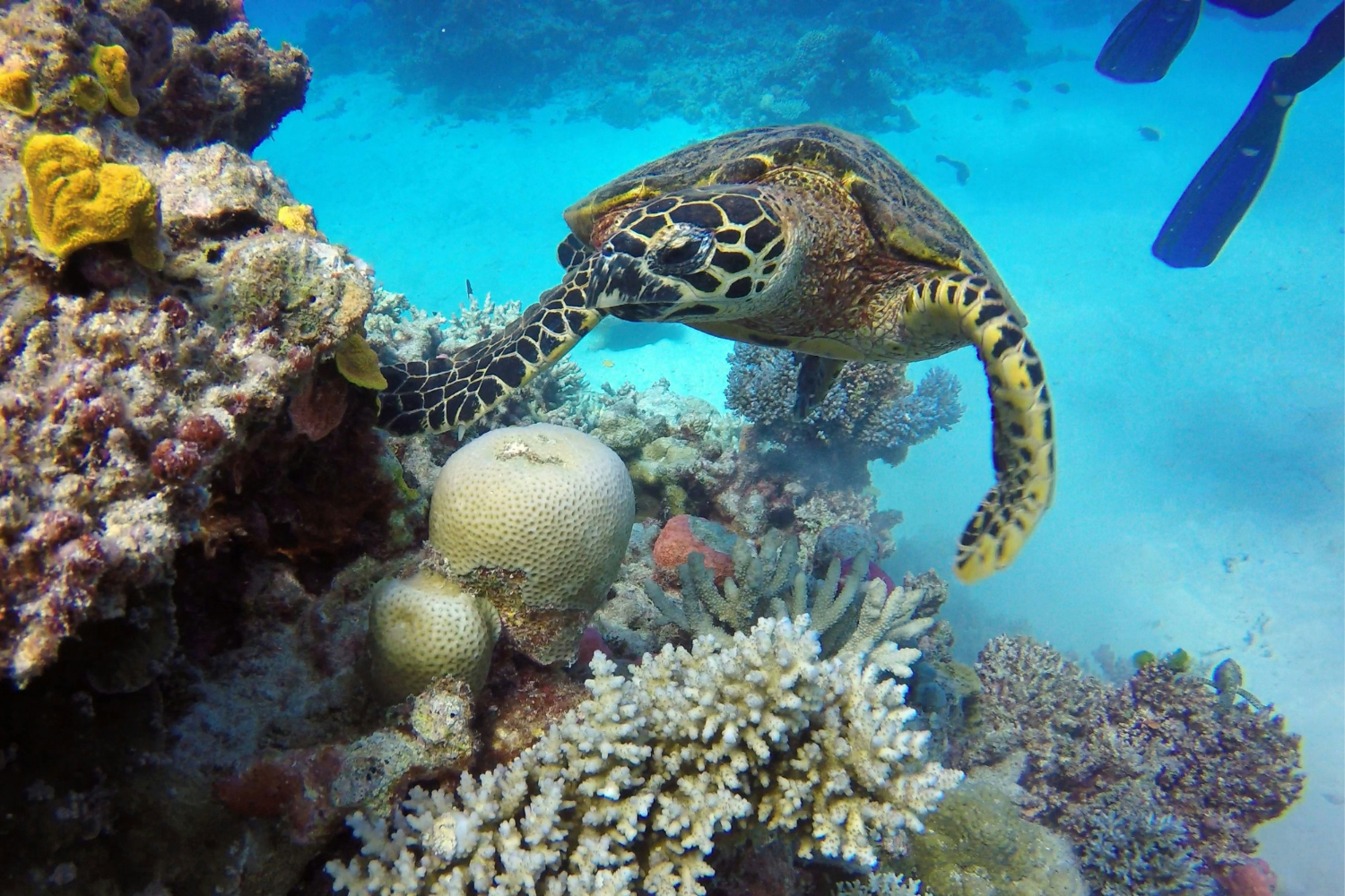 Turtle swimming over coral of Great Barrier Reef in Australia