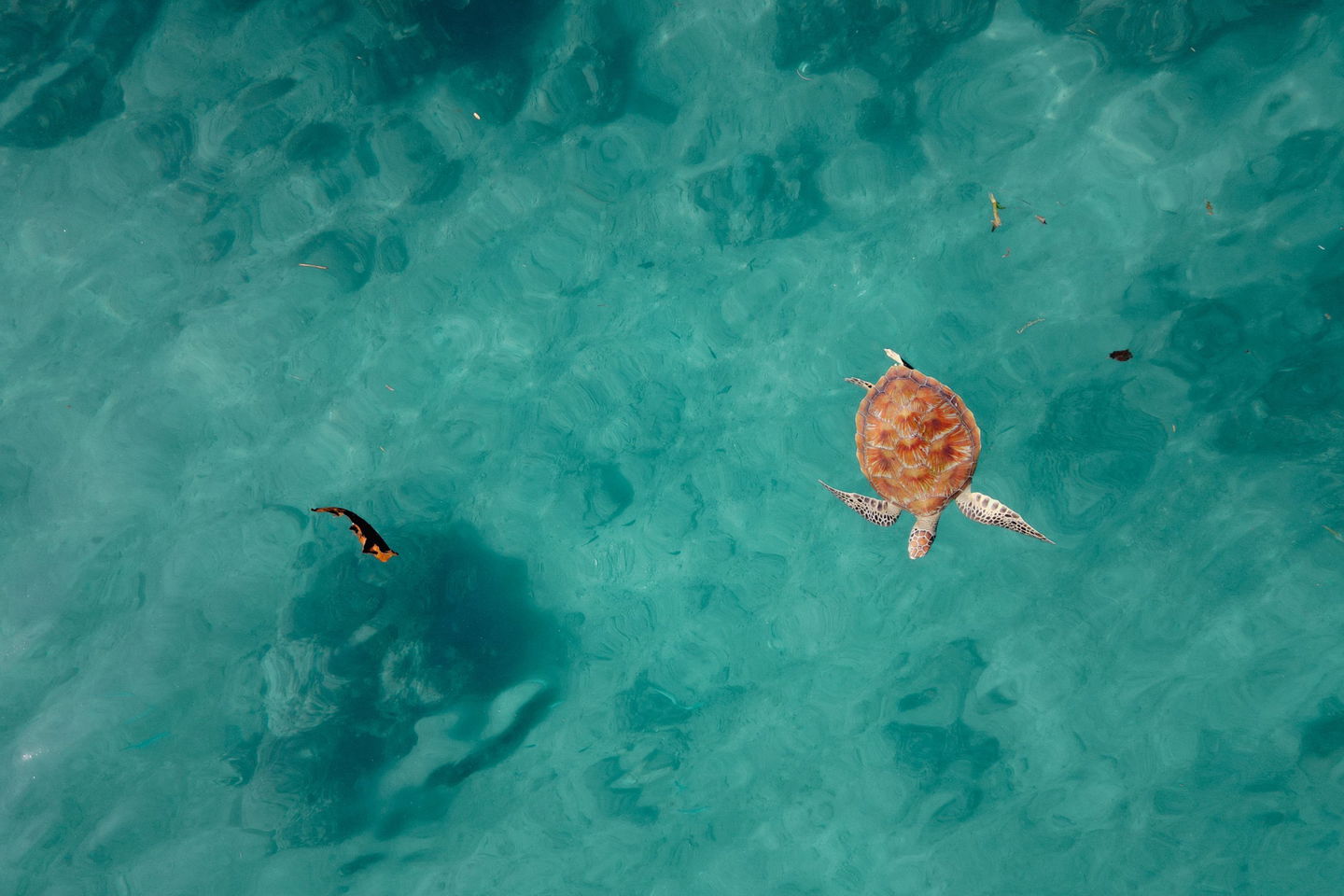 Turtles in the sea in conservation