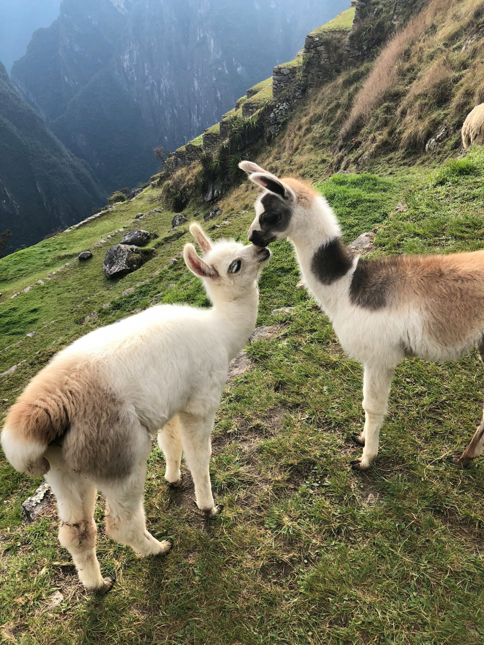 Two fluffy baby alpacas nuzzling faces on a green mountain