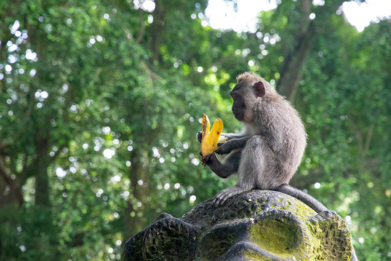 Baby monkey with banana sitting on top of a statue in forest, Ubud