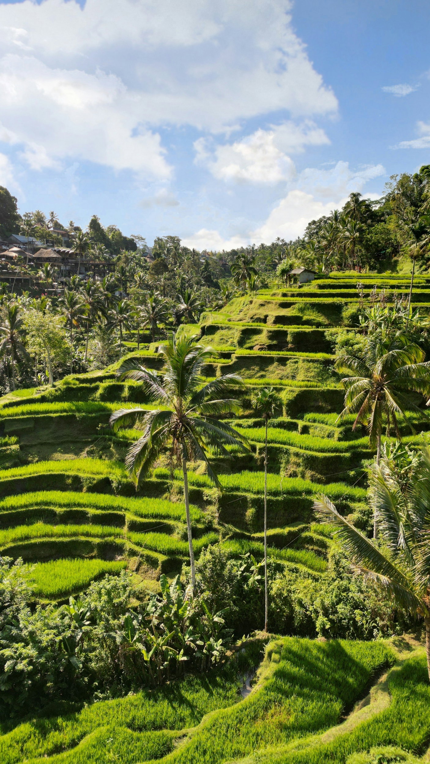 Emerald cascading rice terraces surrounded by palm trees and thatched houses on a cloudy sunny day, Ubud