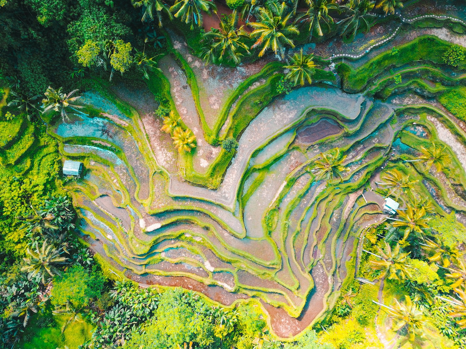 Aerial shot of lush rice terraces surrounded by tropical palm trees and emerald flora, Ubud