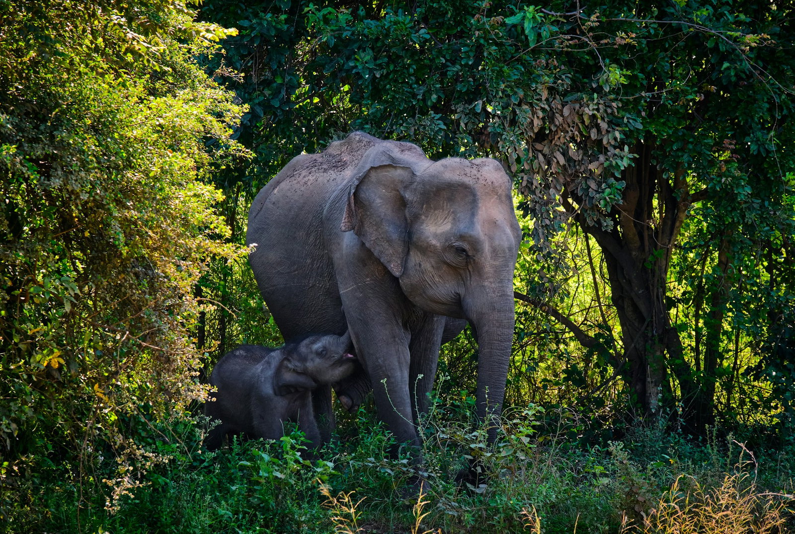 Baby elephant and a mother elephant in the forest surrounded by green shrubbery on a sunny day