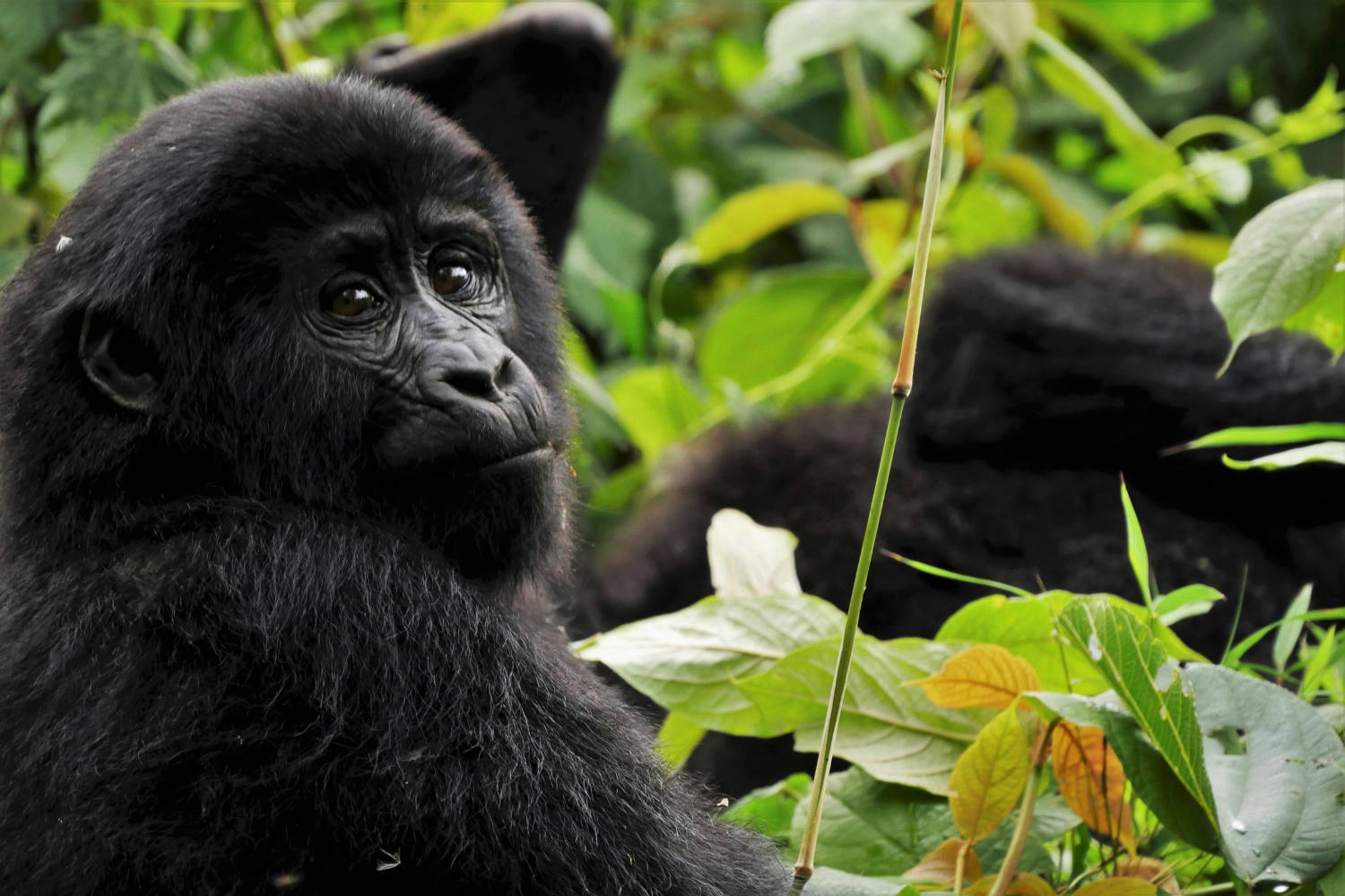 Gorilla spotted in Bwindi Impenetrable National Park whilst jungle trekking in Uganda