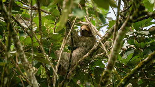 Three-toed sloth sleeping in Costa Rica rainforest