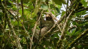 Three-toed sloth sleeping in Costa Rica rainforest