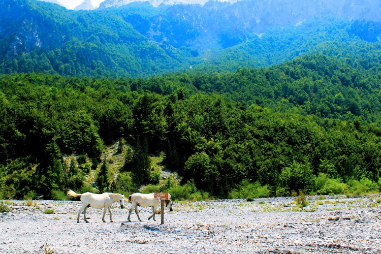 Horses in Valbone in the Albanian Alps