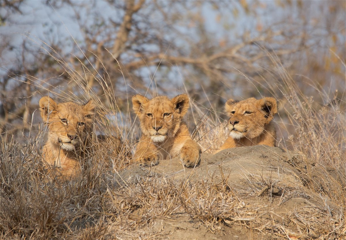 Three brown lion cubs in Kruger Park, South Africa