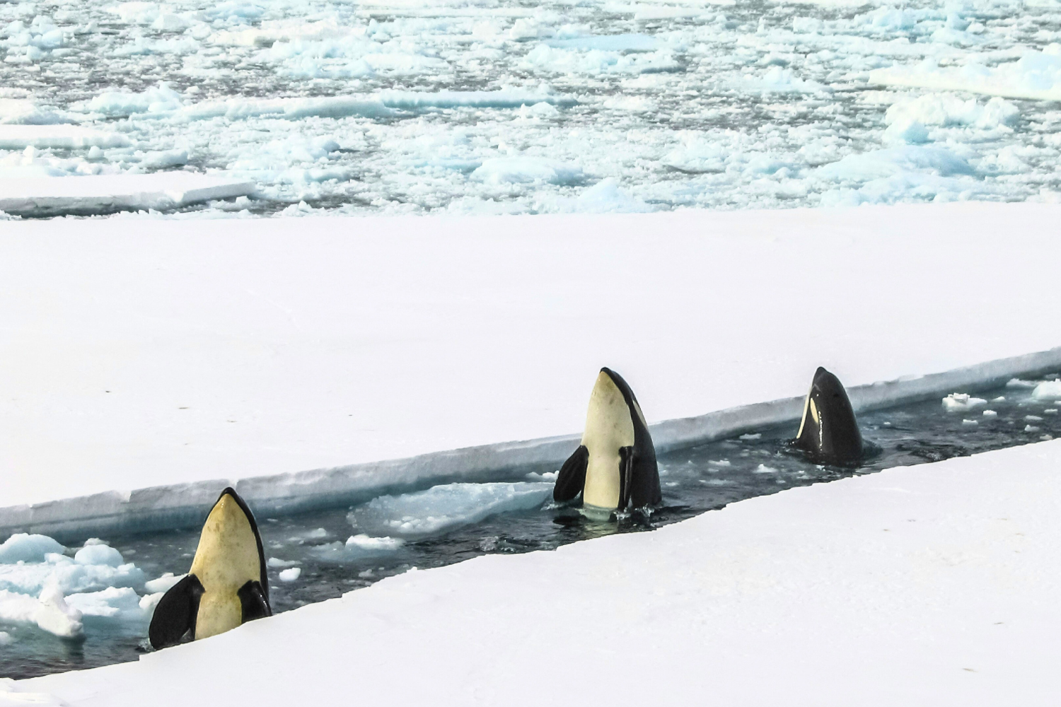 Orca whales swimming in icy waters between ice bergs
