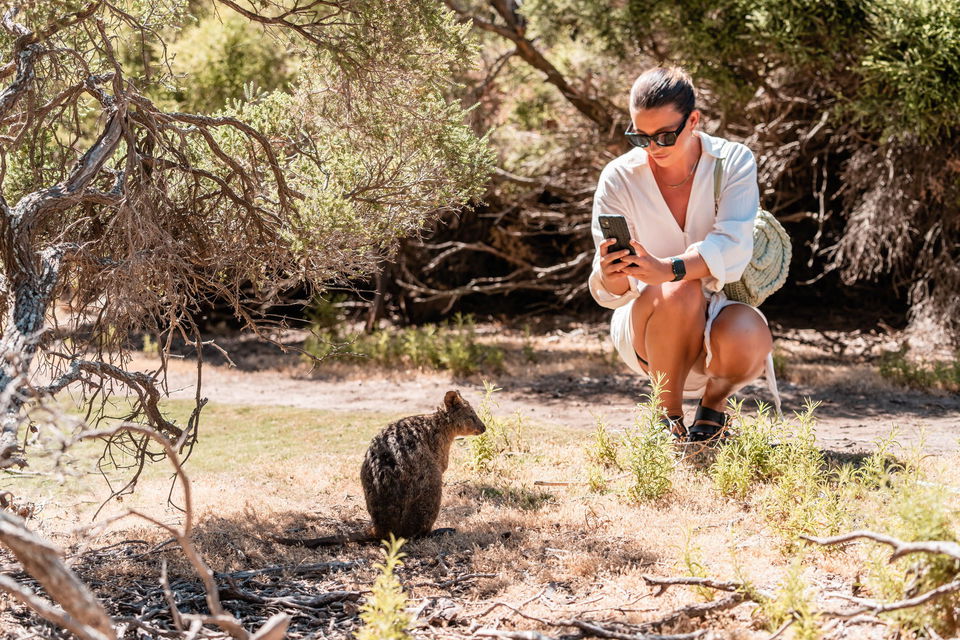 Person taking photo of quokka in Western Australia