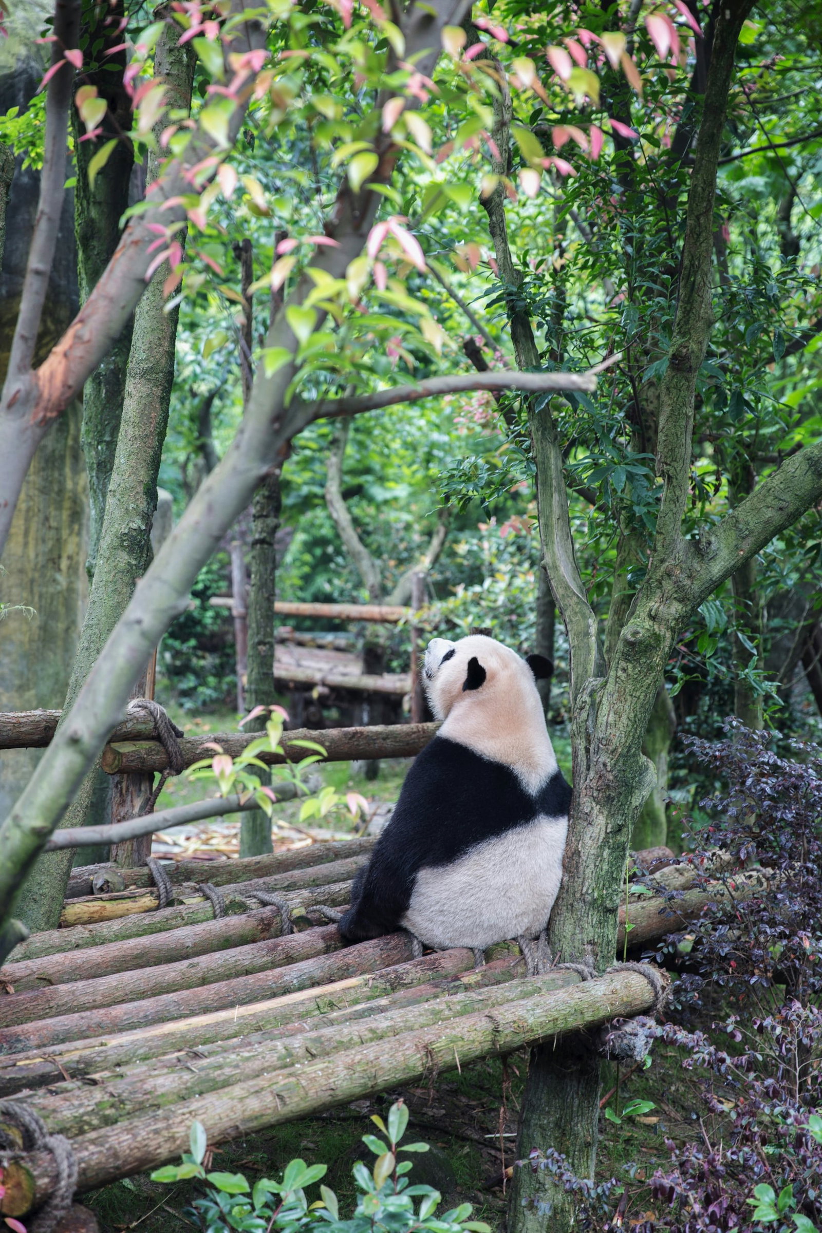 Panda looking up at trees in Chengdu