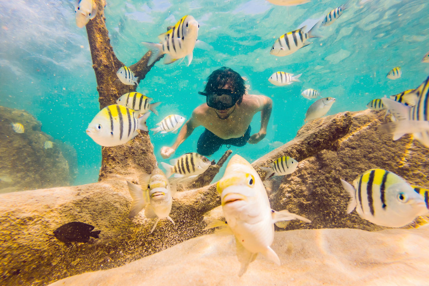 traveller snorkelling and swimming with fish in the ocean in the maldives