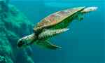 Sea turtle diving in ocean