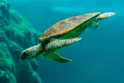 Sea turtle diving in ocean