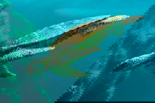 Sea turtle diving in ocean
