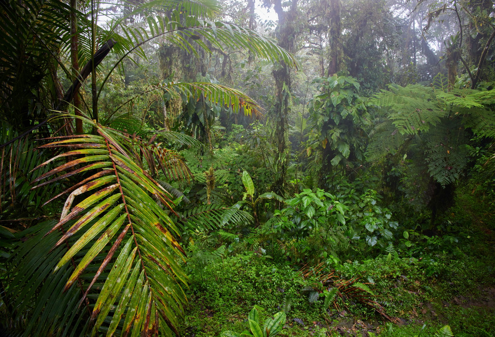 Lush green rainforest in Ecuador