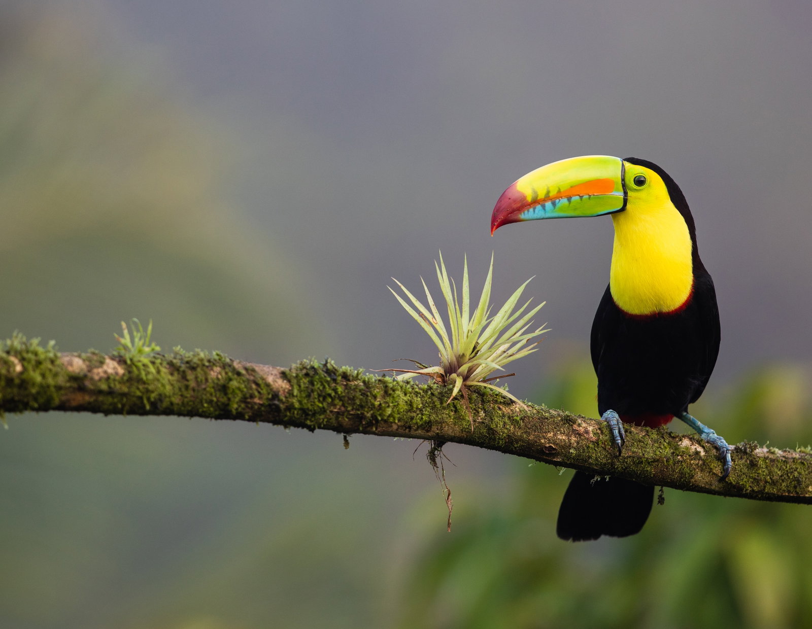 Keel-billed Toucan in Costa Rica