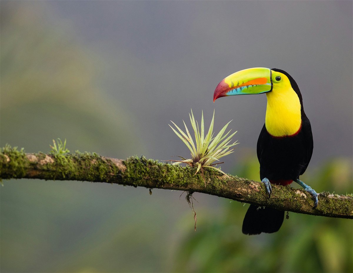 A Toucan on a tree branch