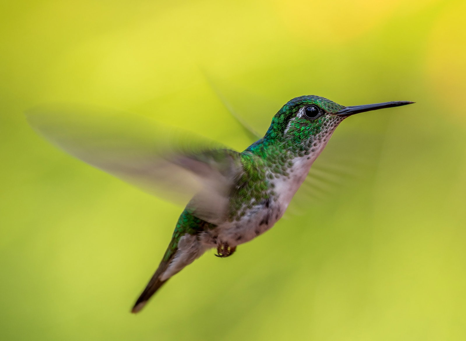 Green-crowned Brilliant hummingbird flying at La Paz Waterfall, Costa Rica