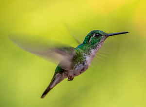 Green-crowned Brilliant hummingbird flying at La Paz Waterfall, Costa Rica