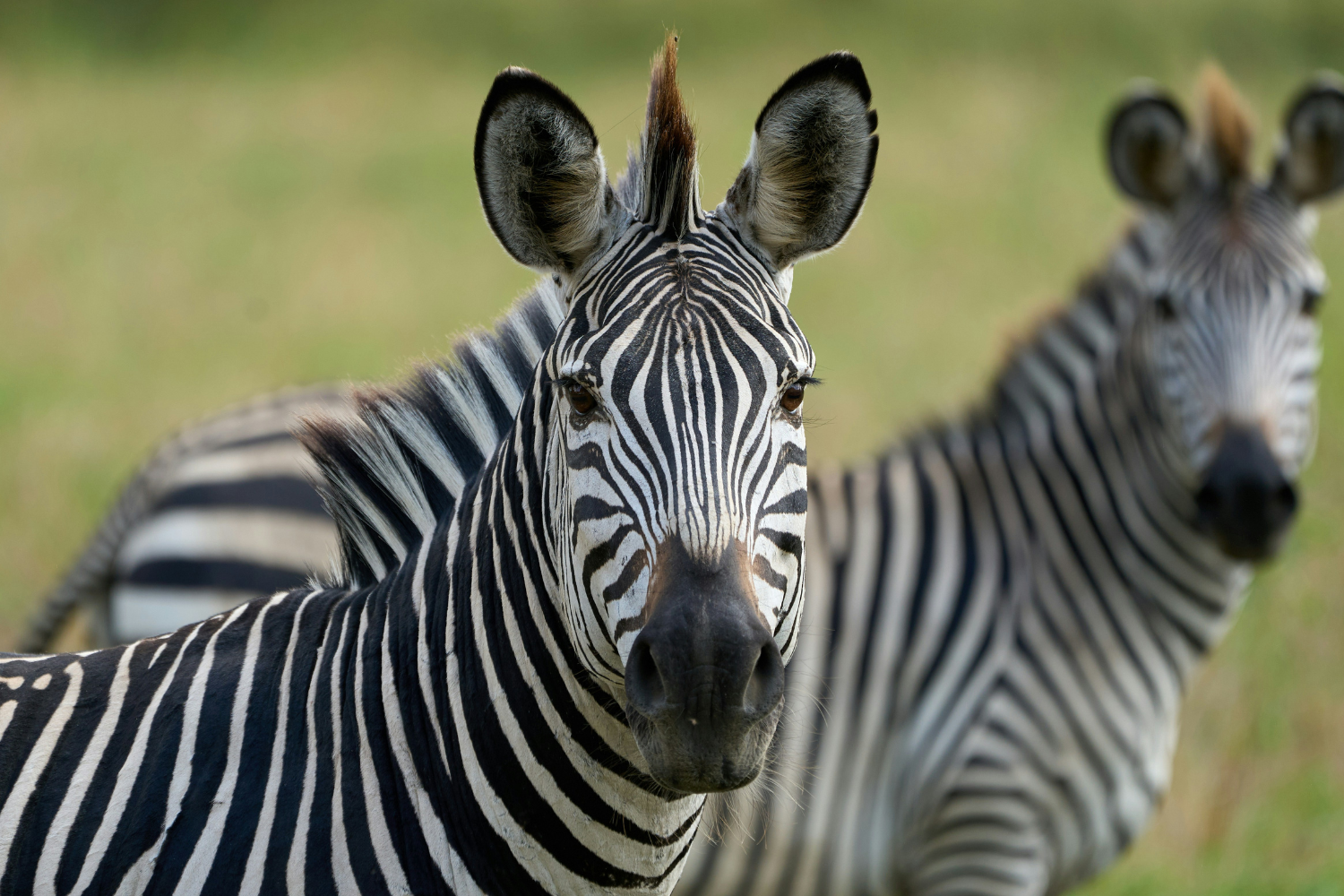 Zebra in South Luangwa National Park in Zambia